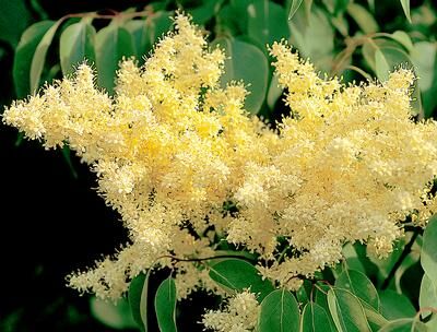 Lilak pekiński YELLOW FRAGRANCE Syringa pekinensis ~11szt. nasion