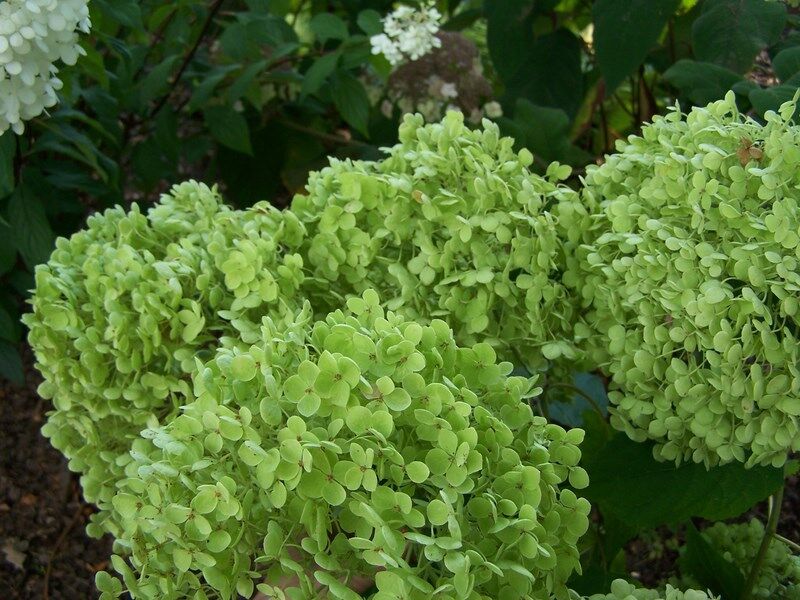 Hortensja krzewiasta ANABELLE Hydrangea arborescens /P15-C3 *K18