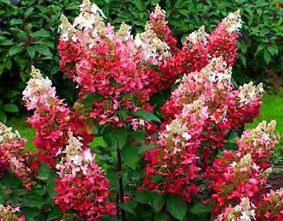 Hortensja wiechowata  'PINKY WINKY' Hydrangea paniculata /C3 *K17