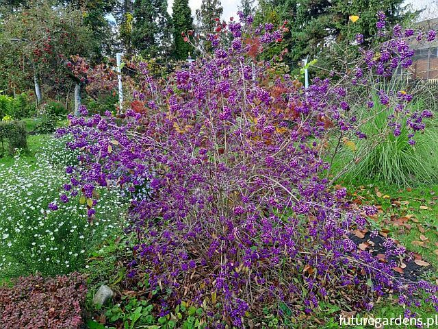 Pięknotka karłowa ISSAI Callicarpa dichotoma C2/60cm *16T