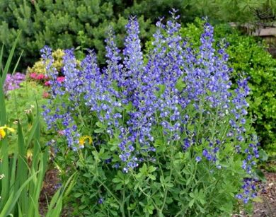 Baptysia BLUEBERRY SUNDAE®  Baptisia /P9 *K16