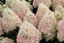 Hortensja wiechowata Sweet Summer 'Bokrathirteen' na PNIU Hydrangea paniculata C2/Pa20-30(40)cm *K18