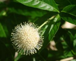 Guzikowiec zachodni na PNIU Cephalanthus occidentalis C7,5/Pa50(100)cm *6-O