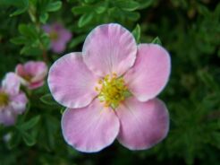 Pięciornik krzewiasty PINK QUEEN Potentilla fruticosa /C3