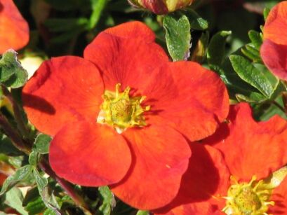 Pięciornik krzewiasty RED ACE Potentilla fruticosa /C2-P14