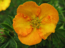 Pięciornik krzewiasty  TANGERINE Potentilla fruticosa /C2