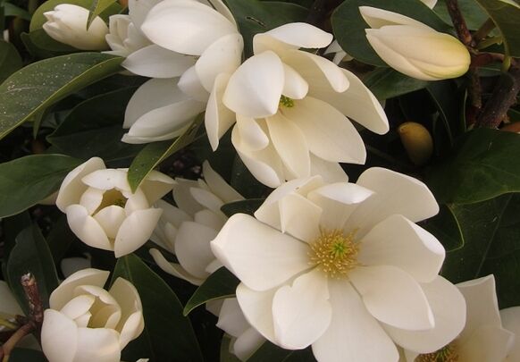 Magnolia zimozielona FAIRY MAGNOLIA® CREAM Michelia C1,5/40-60cm *T58-59