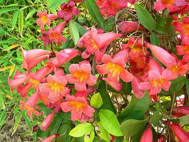 Bignonia capreolata TANGERINE BEAUTY C2/60-80cm *K9