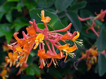 Wiciokrzew zimozielony Henryego Lonicera Henryi C2/60cm *T39