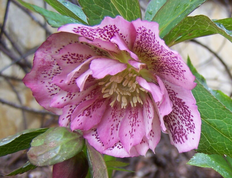 Ciemiernik DOUBLE ELLEN PINK SPOTTED Helleborus orientalis /P12 *16