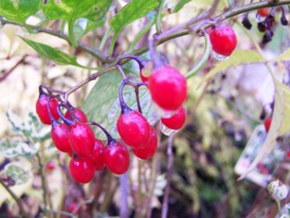 Psianka słodkogórz VARIEGATA  Solanum dulcamara