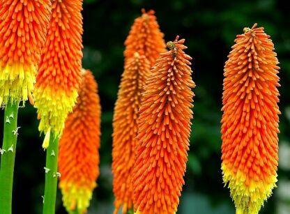 Trytoma groniasta ROYAL STANDARD /C5 Kniphofia uvaria