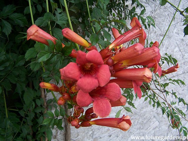 Milin FLAMENCO Campsis radicans C2/60cm *T60