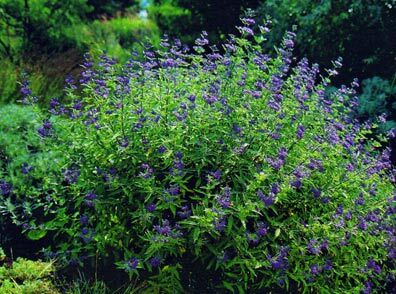 Barbula klandońska Heavenly Blue Caryopteris clandonensis C1,5/30cm *P