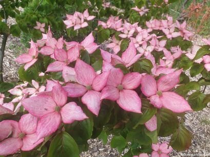 Dereń ROSY TEACUPS® KN144-2 Cornus Hybrid Dogwood C7,5/50-60cm