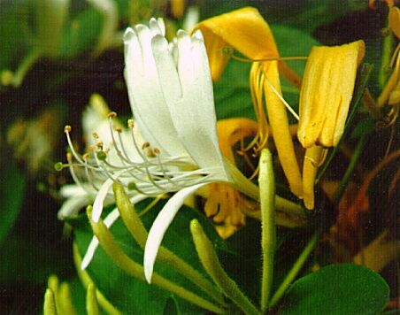 Wiciokrzew wieczniezielony HALLIANA Lonicera japonica C2/80cm