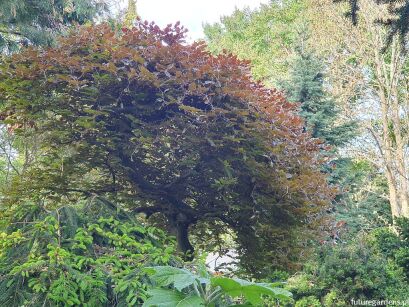 Buk parasolowaty ROHAN WEEPING Fagus sylvatica C2/50cm *K13