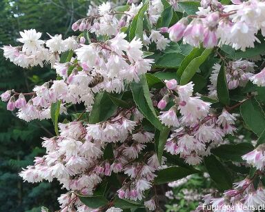 Żylistek szorstki PLENA Deutzia scabra C3/40cm