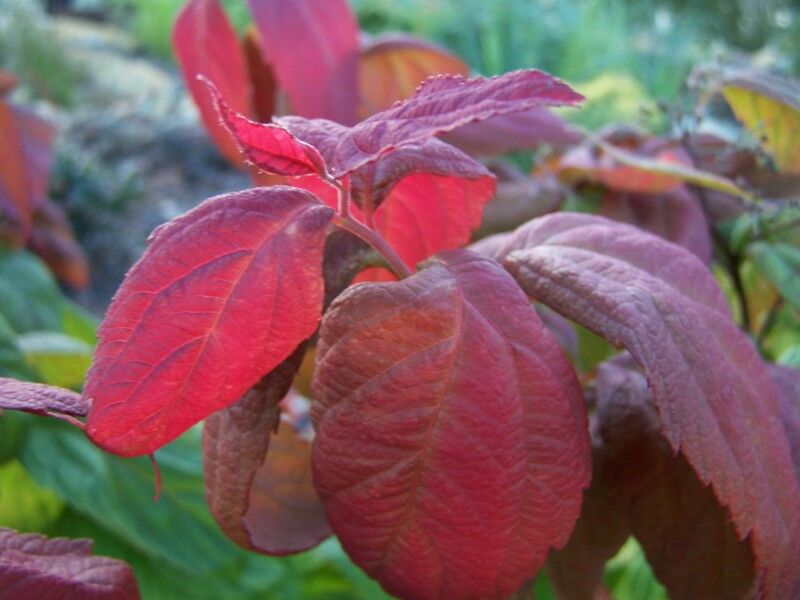 Tawuła japońska 'MACROPHYLLA' Spiraea japonica C1/C2