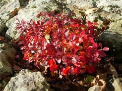 Berberys 'BAGATELLE' Berberis thunbergii C3/20-30cm *K18