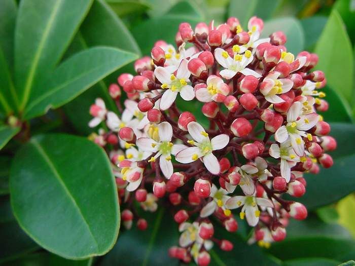 Skimmia japońska RUBELLA C3/20cm *P26