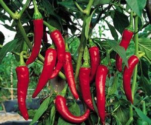 Papryka Poupila - nasiona 0,5 g - Capsicum Annuum L.