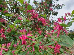 Suchodrzew tatarski 'ARNOLD RED' Lonicera tatarica C5/60-80cm *K19