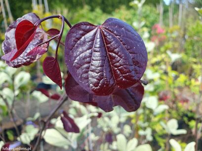 Judaszowiec kanadyjski FOREST PANSY Cercis canadensis C5/60cm *TL