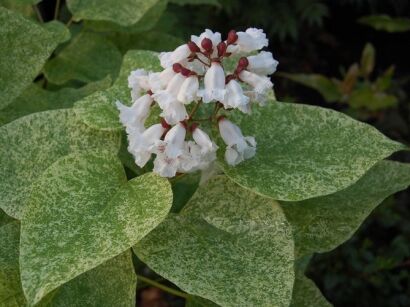 Catalpa speciosa PULVERULENTA Katalpa wielkokwiatowa Surmia C7,5/1,3m *K17