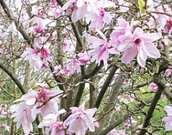 Magnolia Dawsona Magnolia dawsoniana C5/50cm *T