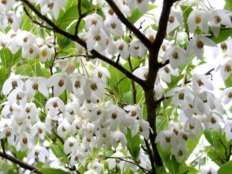 Styrak japoński Styrax japonicus C10/60-80cm *P26