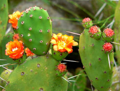 Opuncja Opuntia Figa kaktusowa - 10 nasion