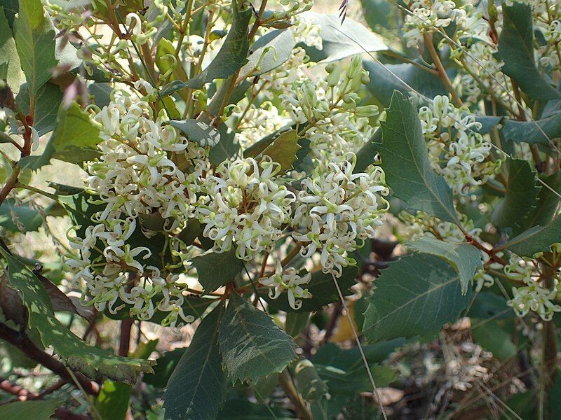 Lomatia fraseri in.Lomatia jedwabista L.drzewna C2/20-30cm *K13