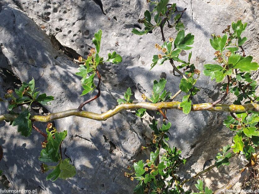 Głóg jednoszyjkowy FLEXUOSA Crataegus monogyna C2/80cm *K13