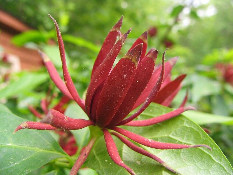 Kielichowiec wonny Calycanthus floridus C5/40-60cm *K19