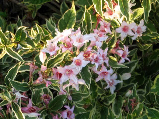 Krzewuszka Nana Variegata Weigela C2/30cm