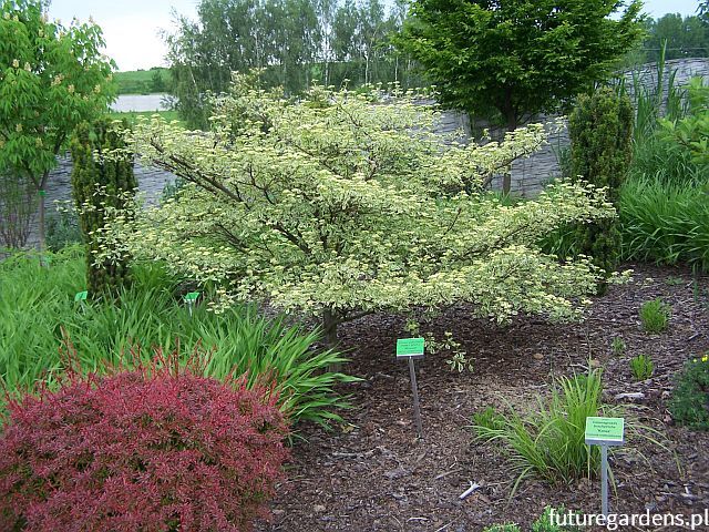 Dereń skrętolistny PINKY SPOT 'Minspot' Cornus alternifolia C5/80-100cm *K6