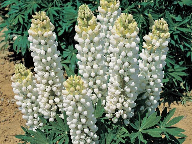 Łubin GALLERY WHITE Lupinus nanus /C2 *K7