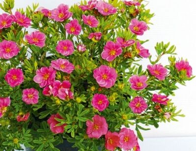 Pięciornik krzewiasty PINK PARADISE 'Kupinpa' Potentilla fruticosa /C2 *K2