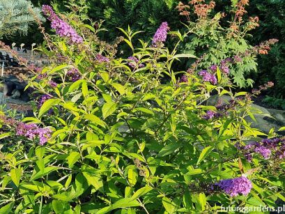 Budleja Dawida MOONSHINE 'Buddma' Buddleja davidii /C5