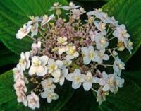 Hortensja otulona MULTIPLEX  Hydrangea involucrata /C7,5