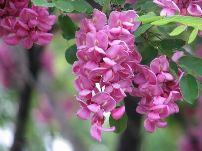 Robinia Fertilis - Robinia włochata - nasiona -  20 szt 