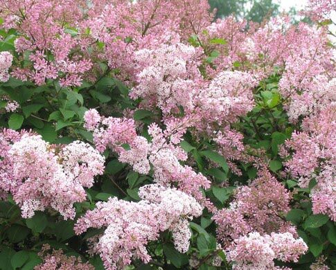 Lilak kanadyjski Syringa x prestoniae C7,5/80-100cm *K18