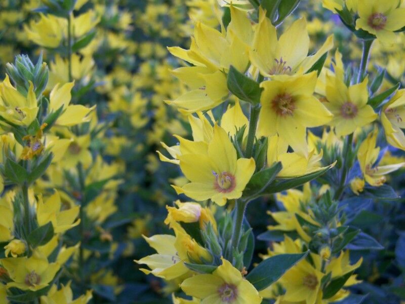 Tojeść kropkowana  Lysimachia punctata /P9