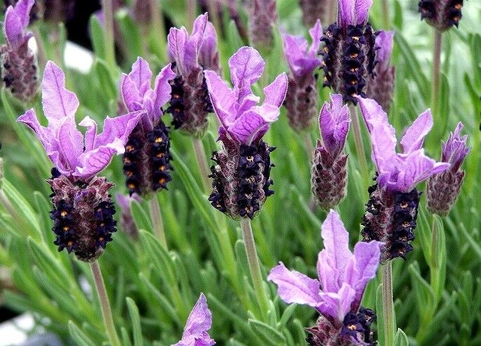 Lawenda francuska Lavandula stoechas - 0,03 g nasion