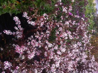 Aster lateriflorus LADY in BLACK Aster bocznolistny