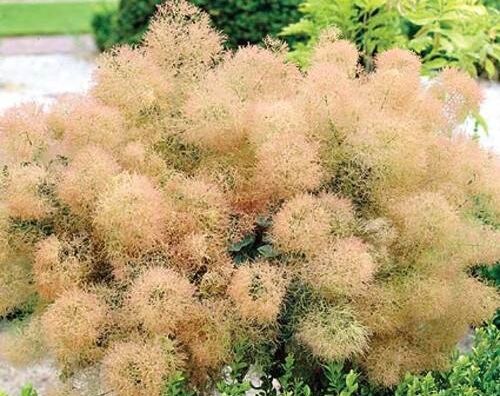 Perukowiec podolski YOUNG LADY Cotinus coggyria C4/40-60cm *K14