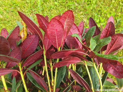 Rhododendron neriiflorum WINE and ROSES® C3/40-50cm *K10