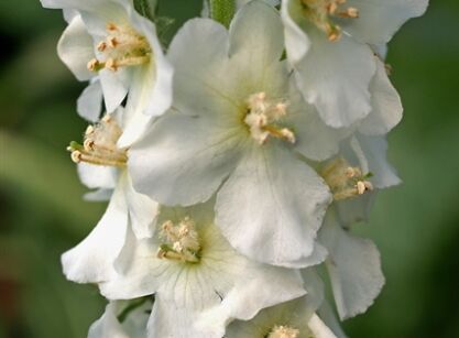 Dziewanna FLUSH OF WHITE Verbascum phoeniceum /C2 *K3