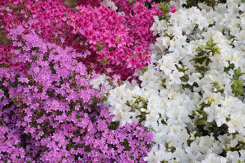 Karłowa azalia japońska BIAŁA 'Panda' Japanese azalea